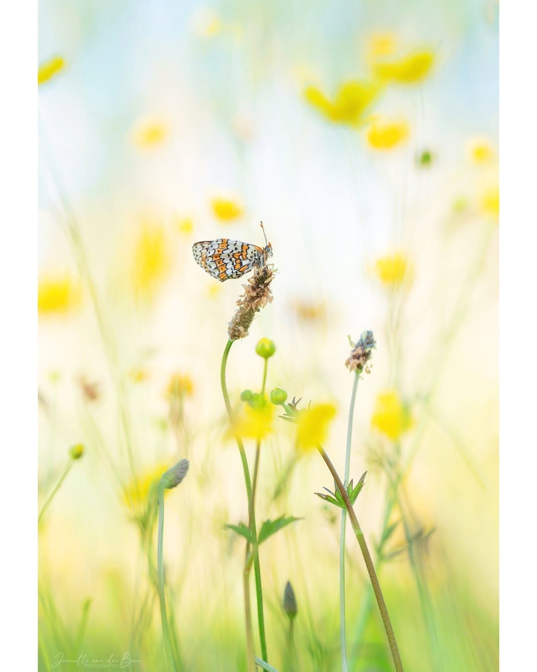 Post 2 by Macro | Butterflies | Woodland on Instagram (carousel)
