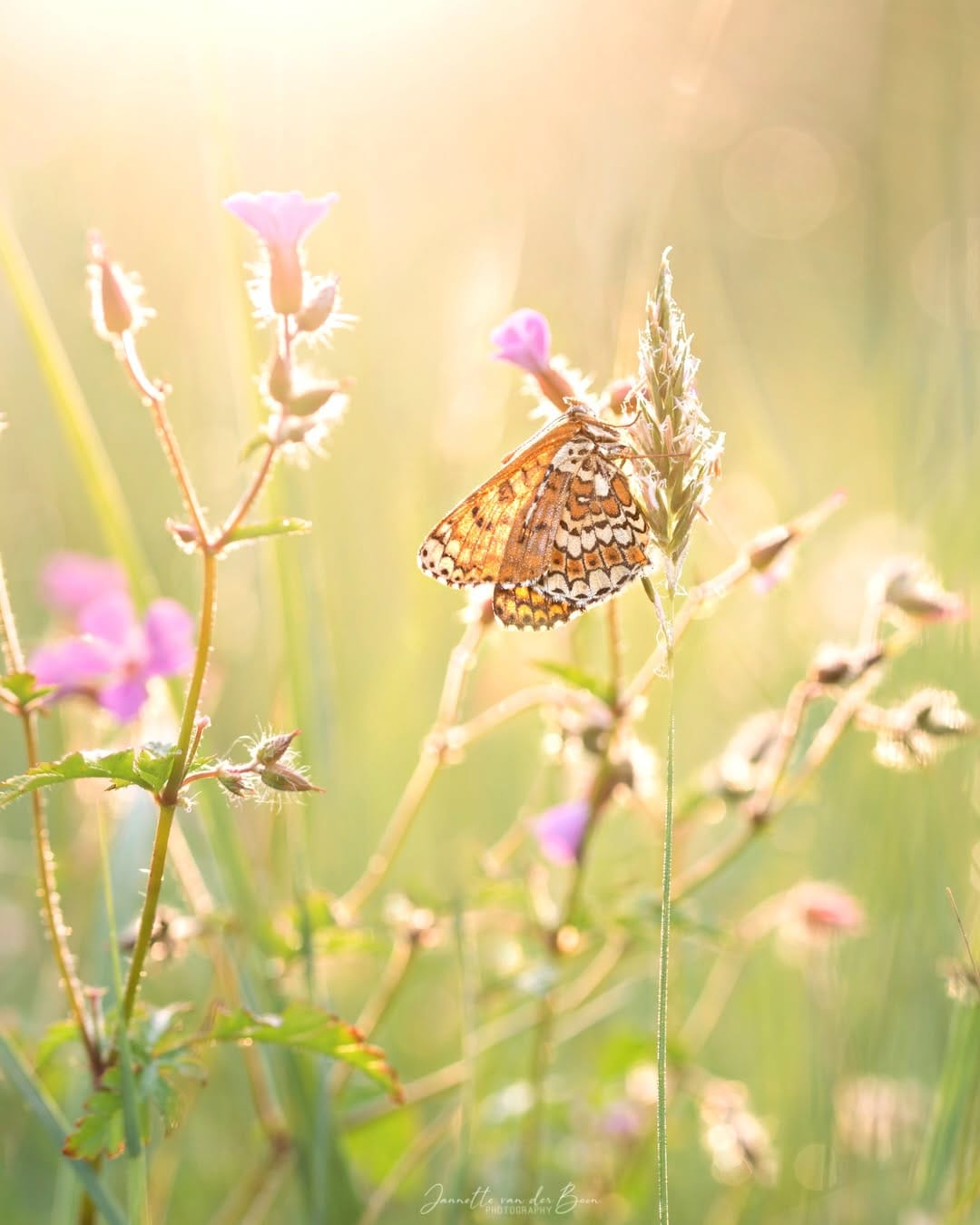 Post 8 by Macro | Butterflies | Woodland on Instagram (carousel)