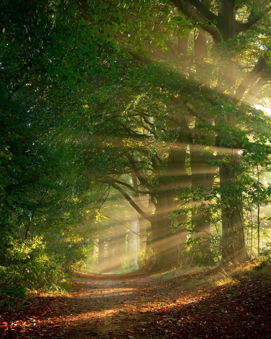 Post 9 by Ivo | Nature Photographer on Instagram (image)