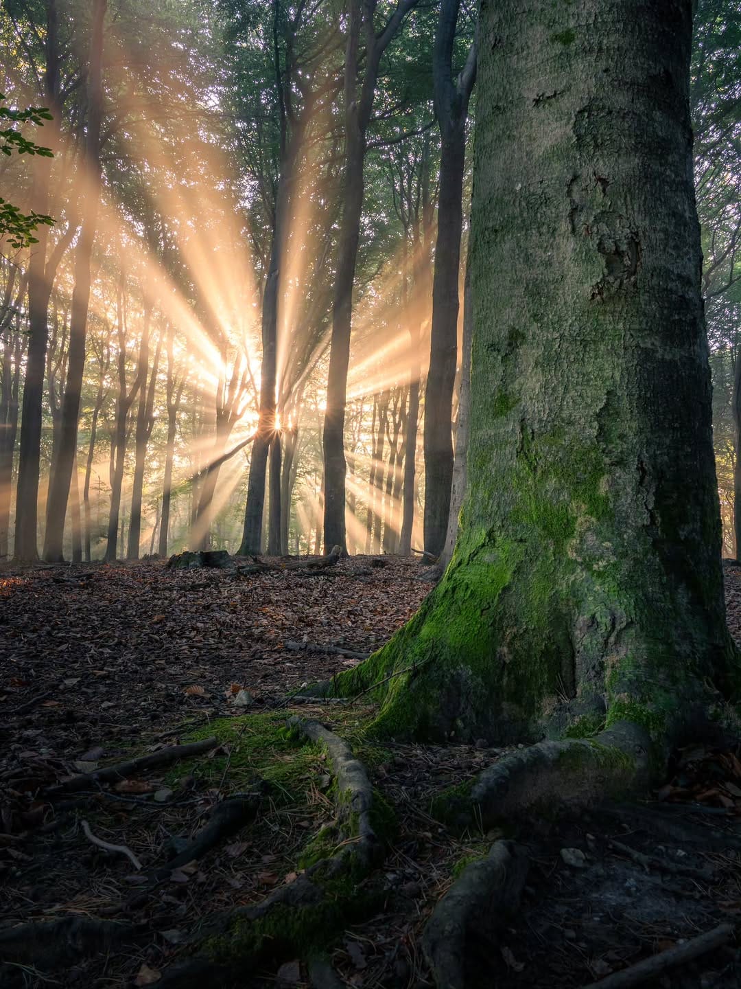 Post 5 by Ivo | Nature Photographer on Instagram (image)