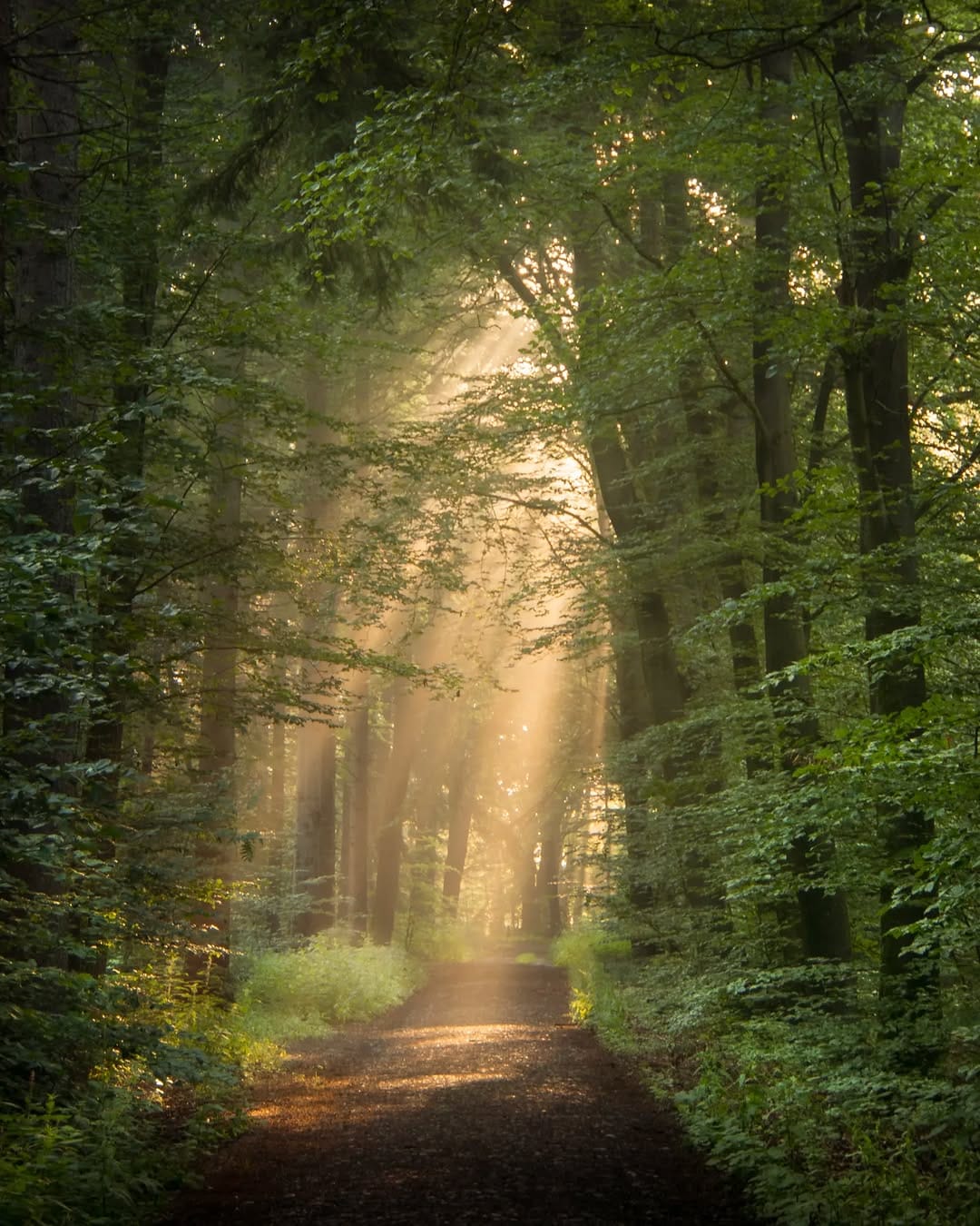 Post 10 by Ivo | Nature Photographer on Instagram (image)