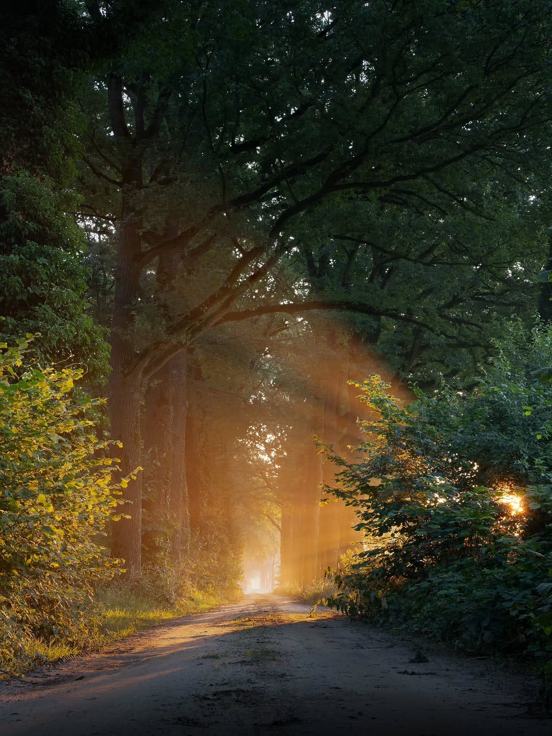 Post 4 by Ivo | Nature Photographer on Instagram (image)