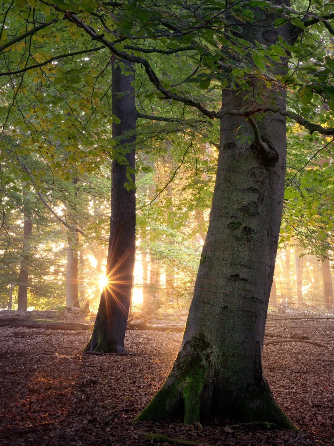 Post 6 by Ivo | Nature Photographer on Instagram (image)