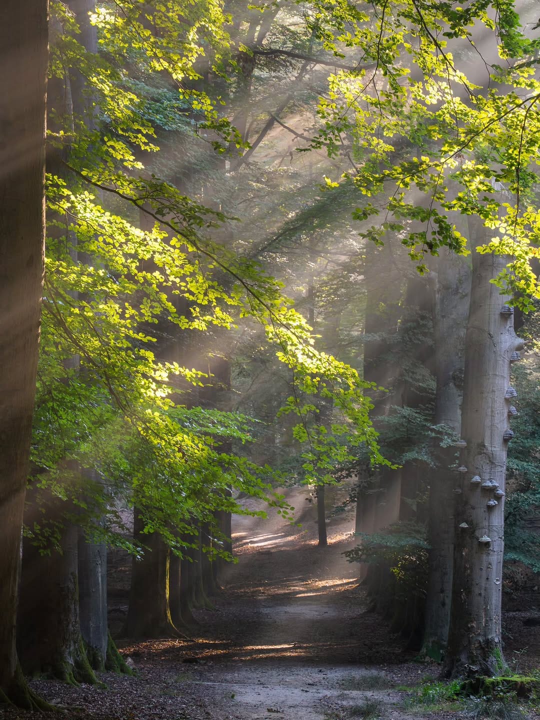 Post 3 by Ivo | Nature Photographer on Instagram (image)