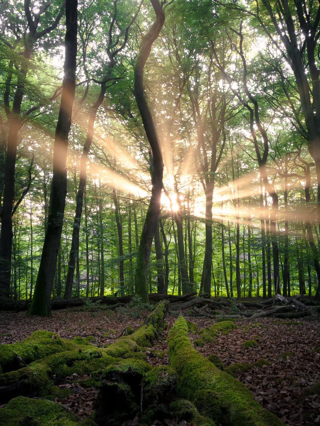 Post 7 by Ivo | Nature Photographer on Instagram (image)