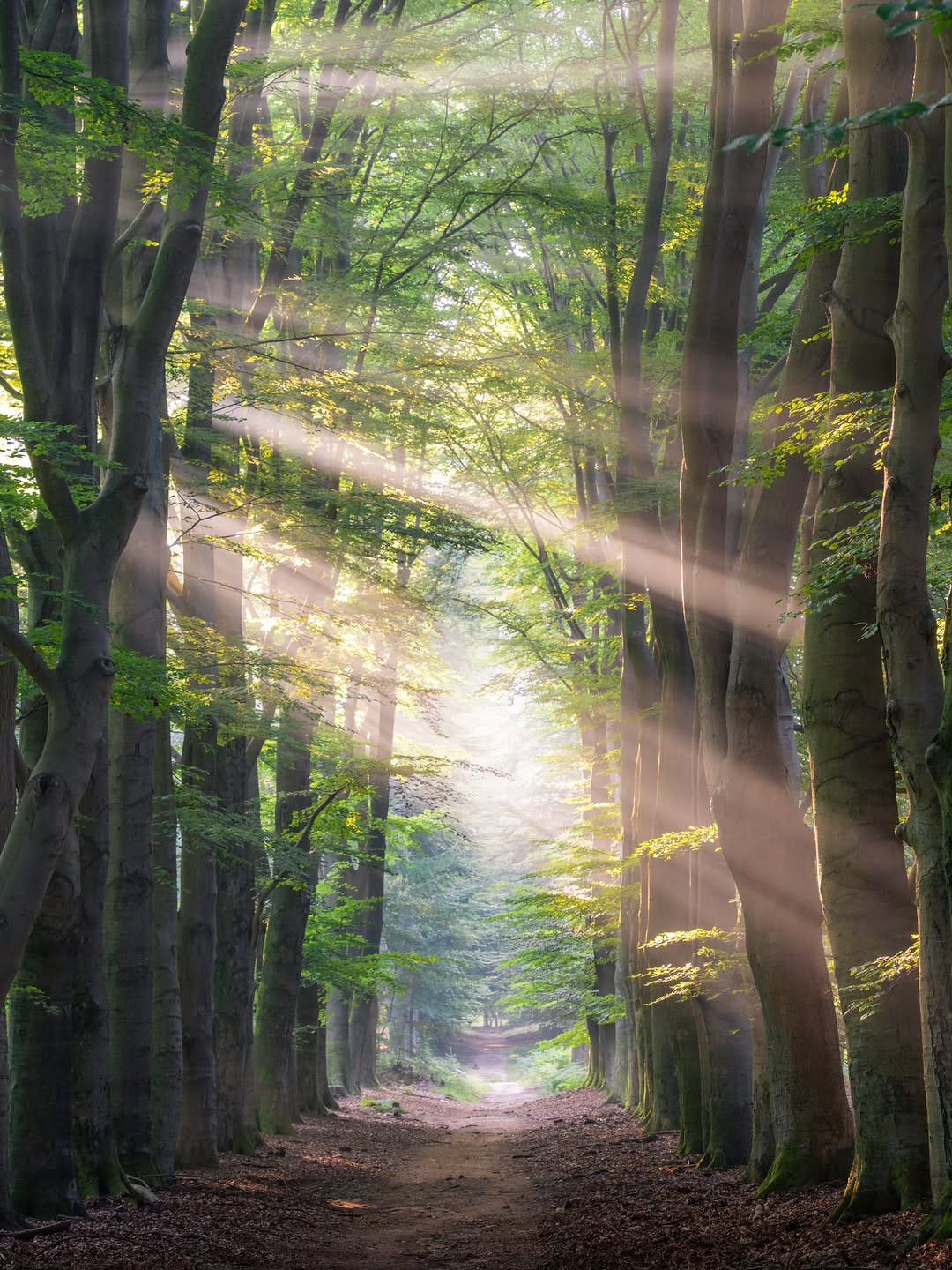 Post 8 by Ivo | Nature Photographer on Instagram (image)