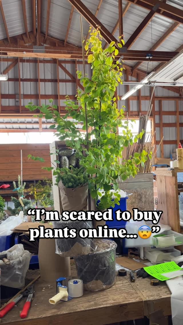 Post 9 by Conifer Kingdom on Instagram (video)