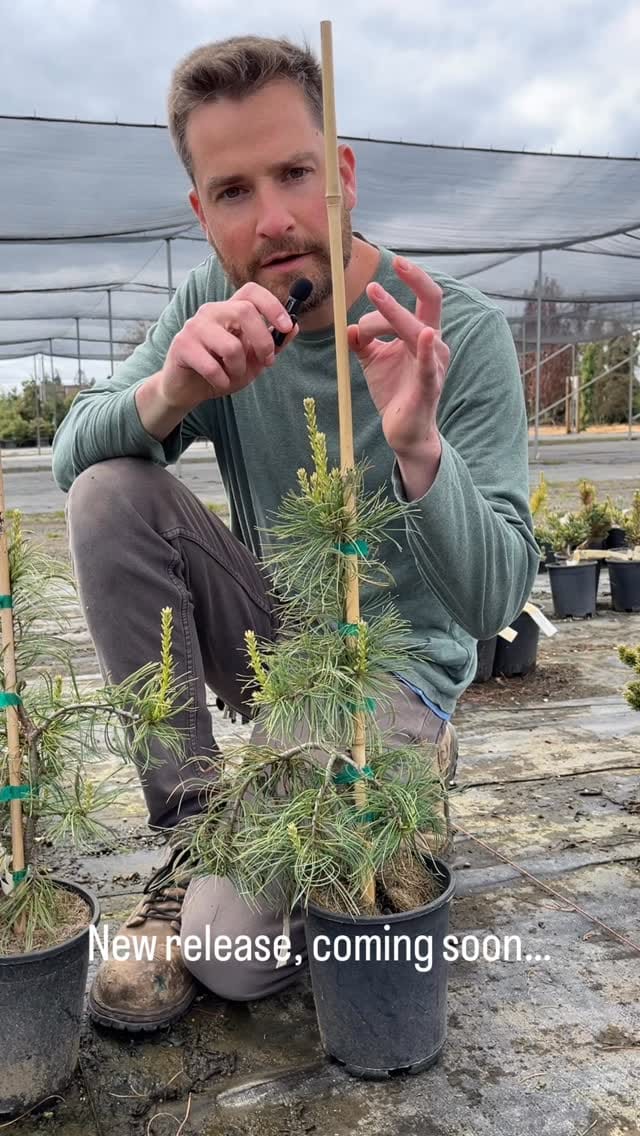 Post 7 by Conifer Kingdom on Instagram (video)