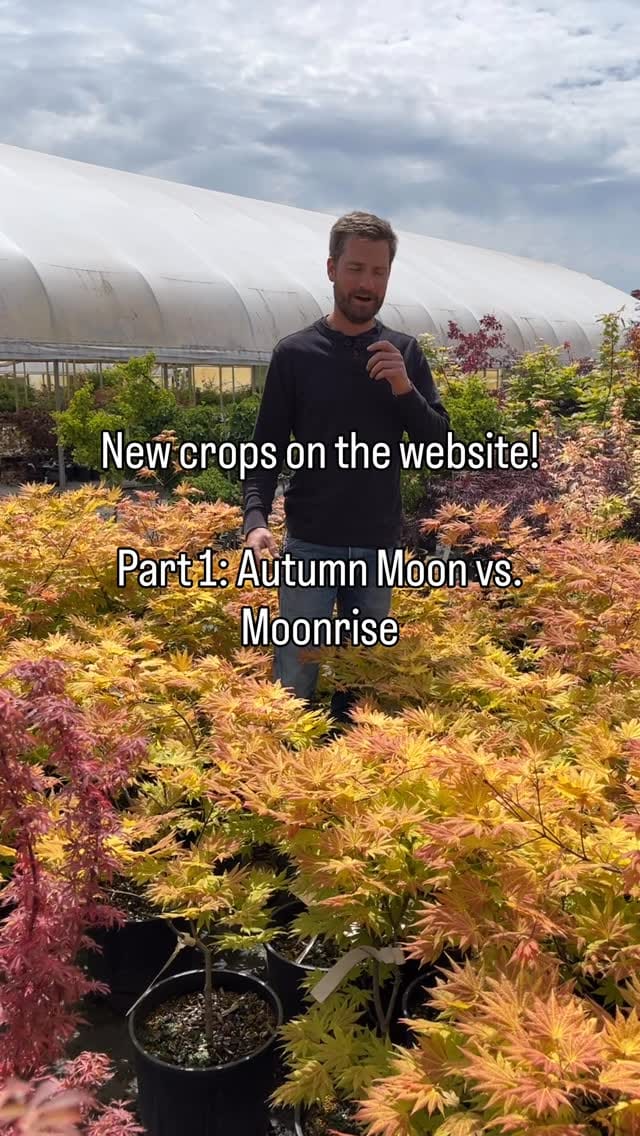 Post 4 by Conifer Kingdom on Instagram (video)