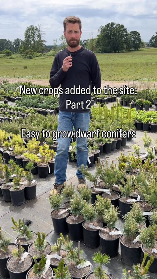 Post 2 by Conifer Kingdom on Instagram (video)