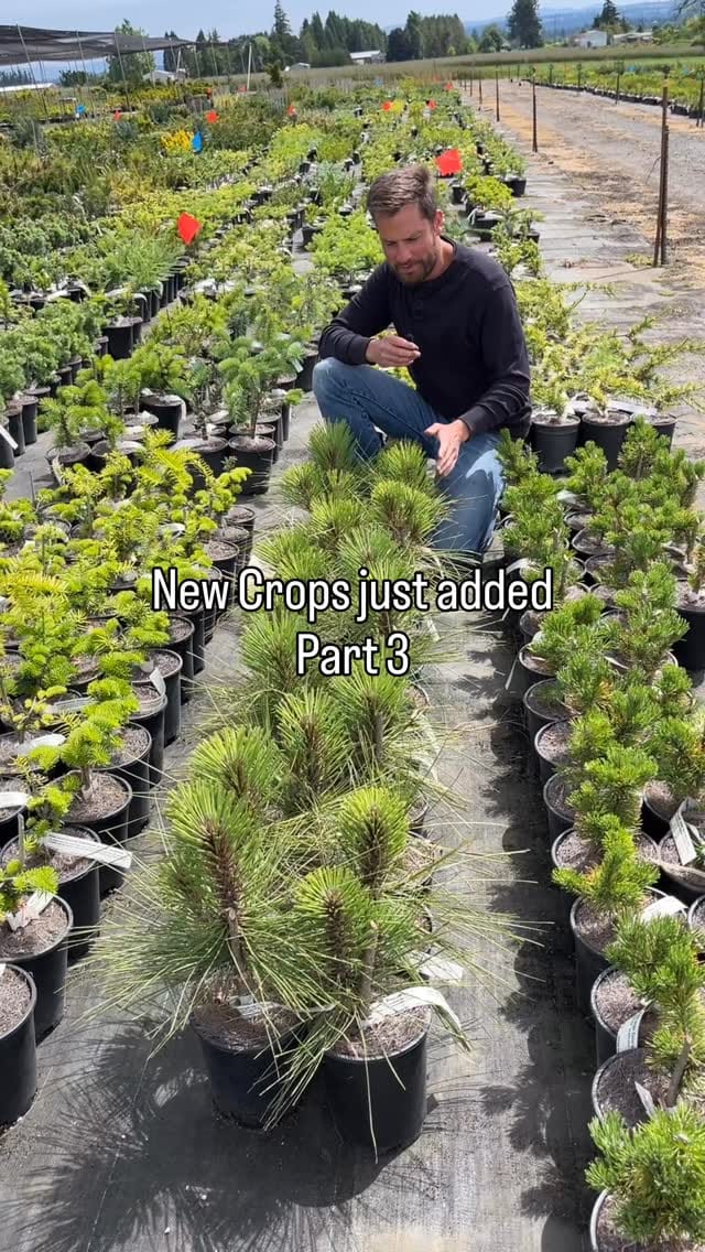 Post 1 by Conifer Kingdom on Instagram (video)