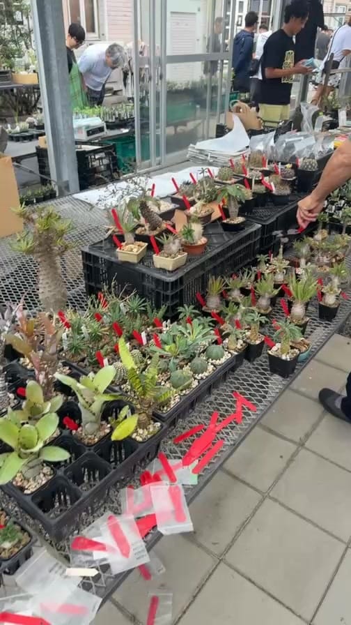 Post 3 by CHUBBY PLANTS on Instagram (video)