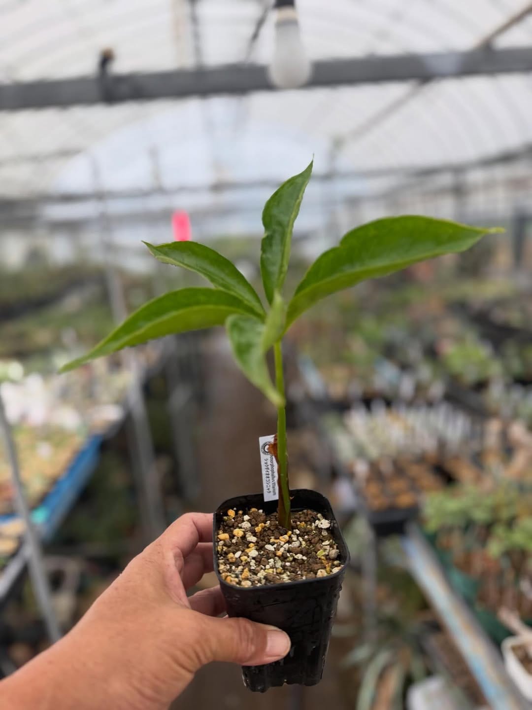 Post 9 by CHUBBY PLANTS on Instagram (image)