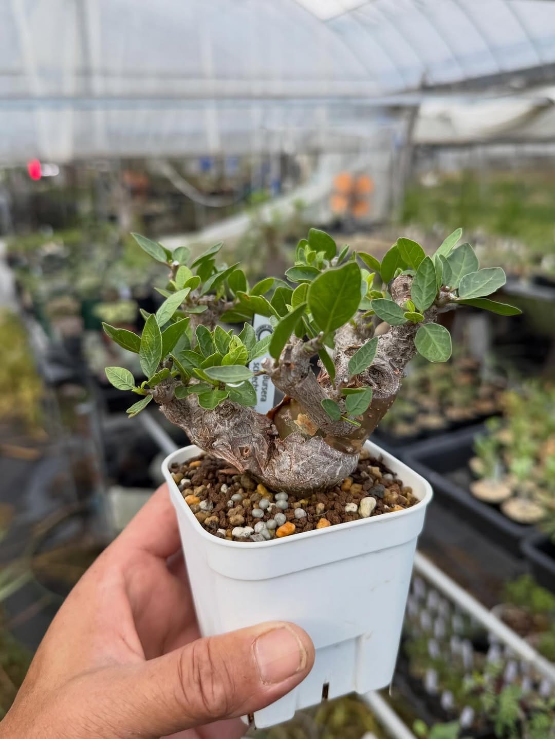 Post 8 by CHUBBY PLANTS on Instagram (carousel)