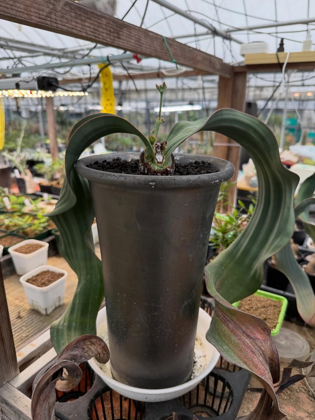 Post 4 by CHUBBY PLANTS on Instagram (carousel)