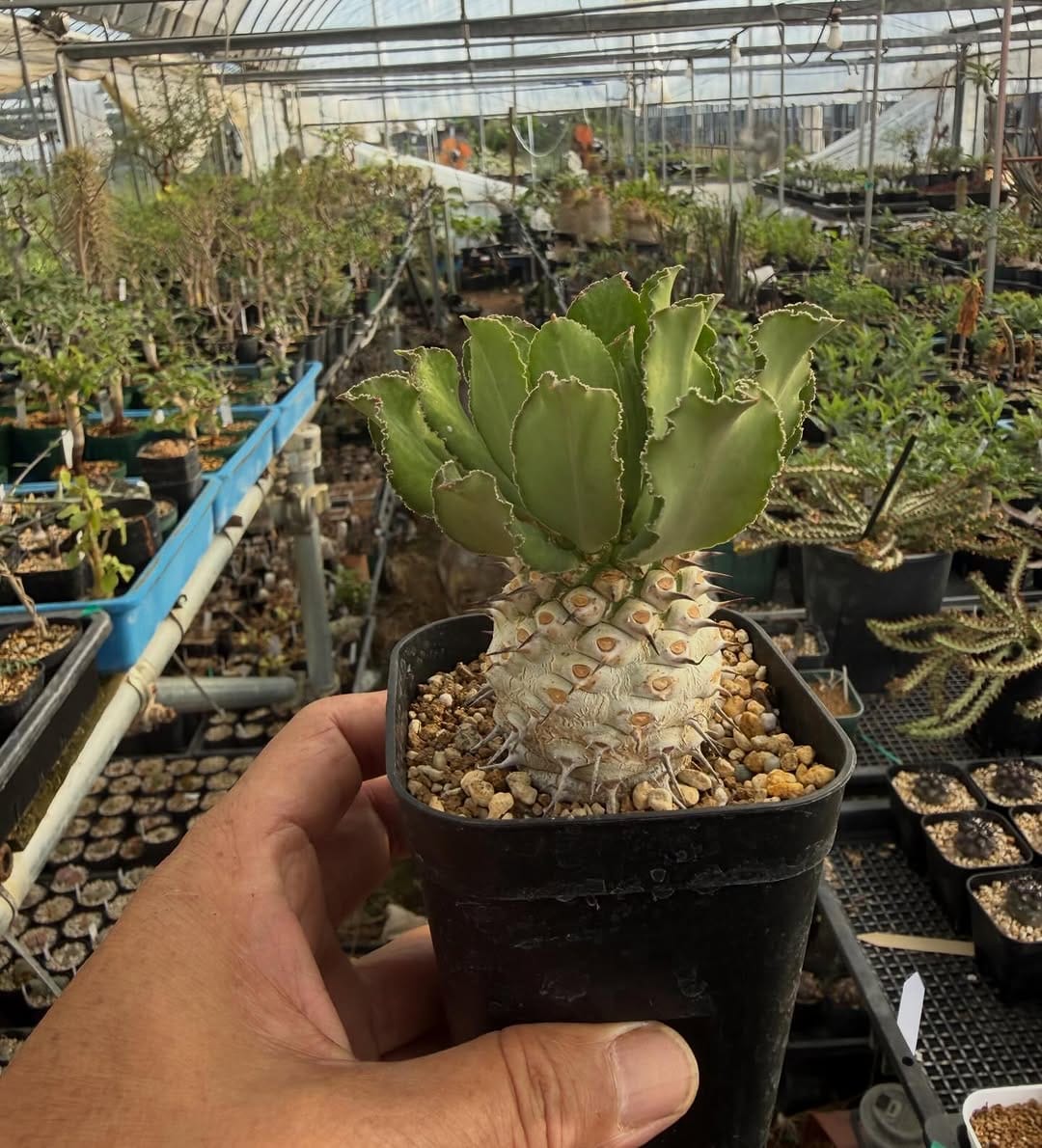 Post 7 by CHUBBY PLANTS on Instagram (carousel)