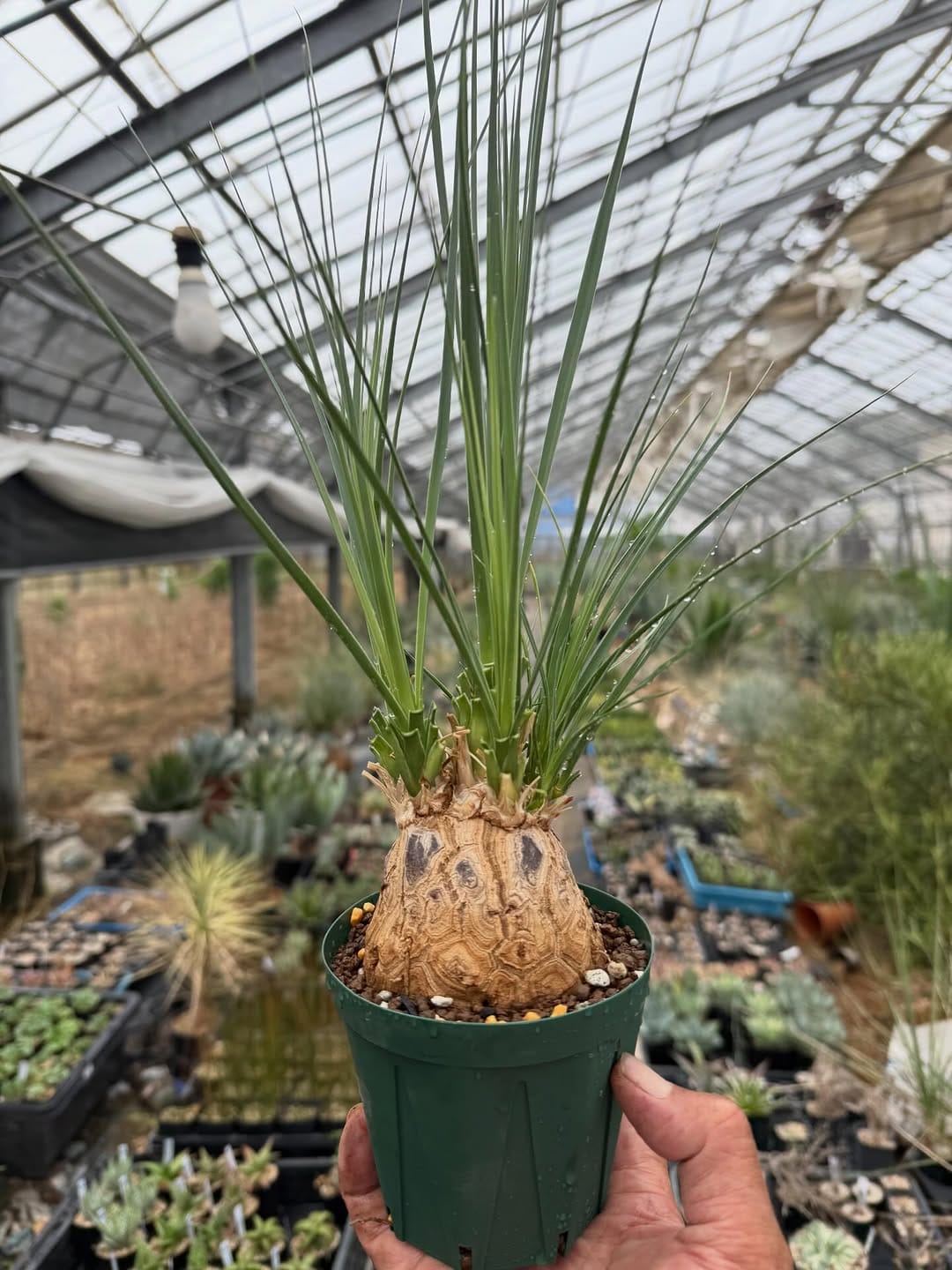Post 6 by CHUBBY PLANTS on Instagram (carousel)