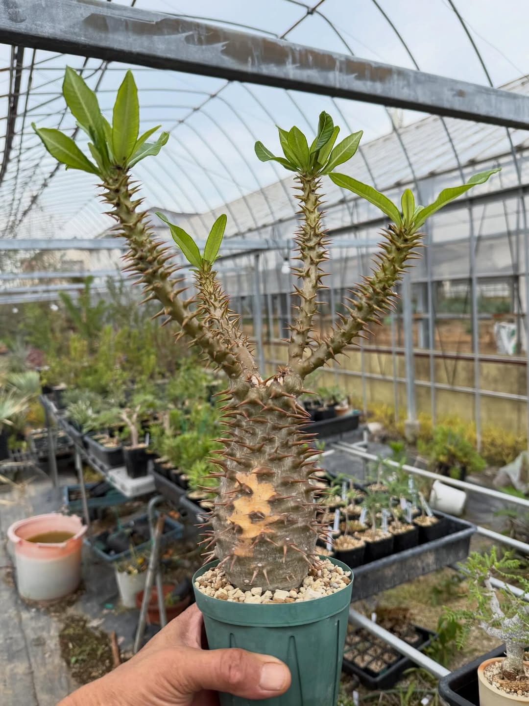 Post 10 by CHUBBY PLANTS on Instagram (image)