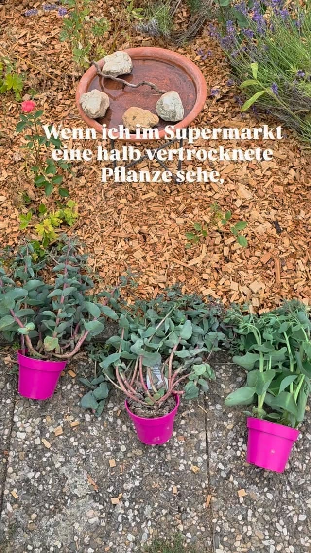 Post 4 by Die Selbstversorgerin on Instagram (video)