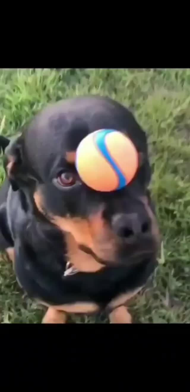 Post 9 by Rottweiler Lovers on Instagram (video)