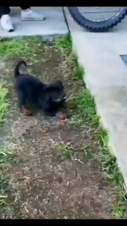 Post 1 by Rottweiler Lovers on Instagram (video)