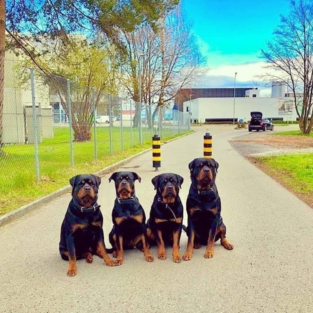 Post 3 by Rottweiler Lovers on Instagram (image)