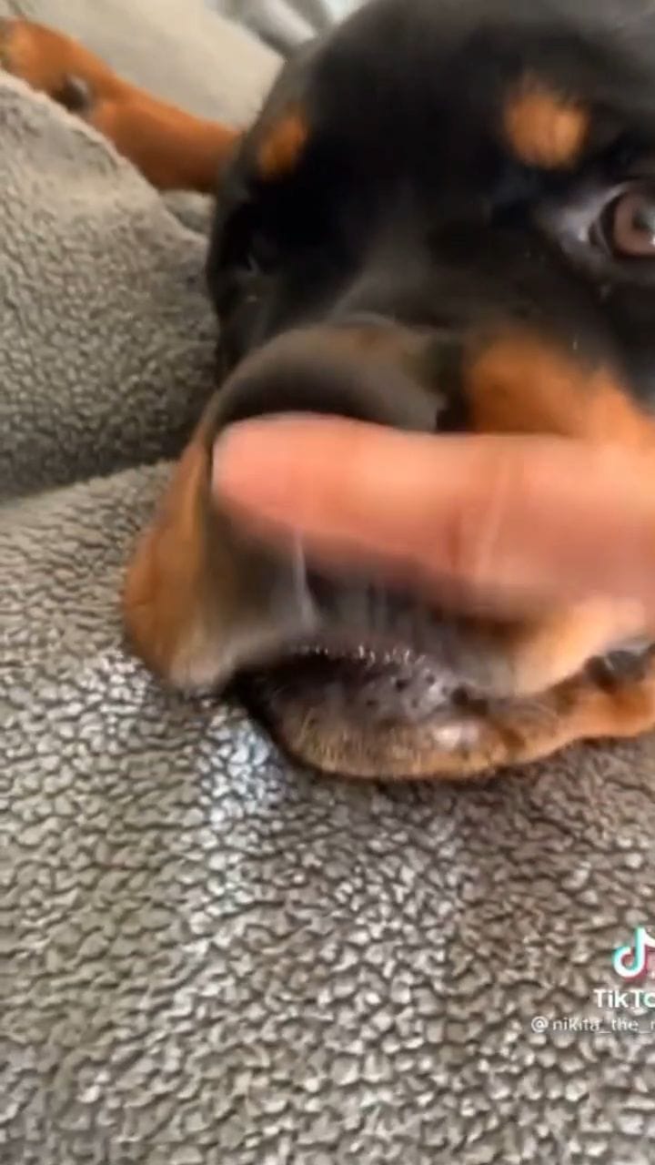 Post 5 by Rottweiler Lovers on Instagram (video)