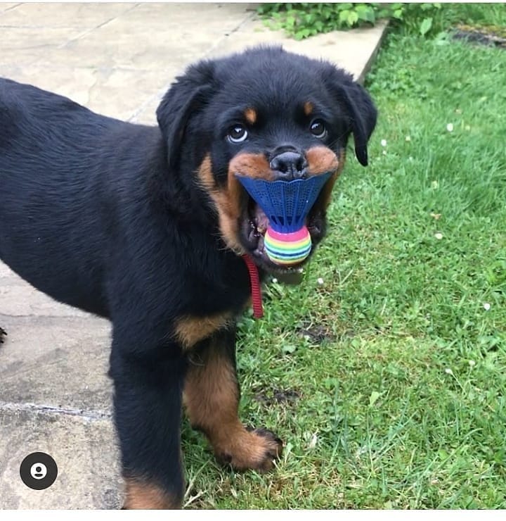 Post 8 by Rottweiler Lovers on Instagram (image)