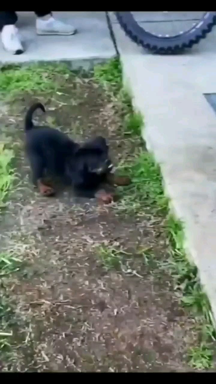 Post 7 by Rottweiler Lovers on Instagram (video)