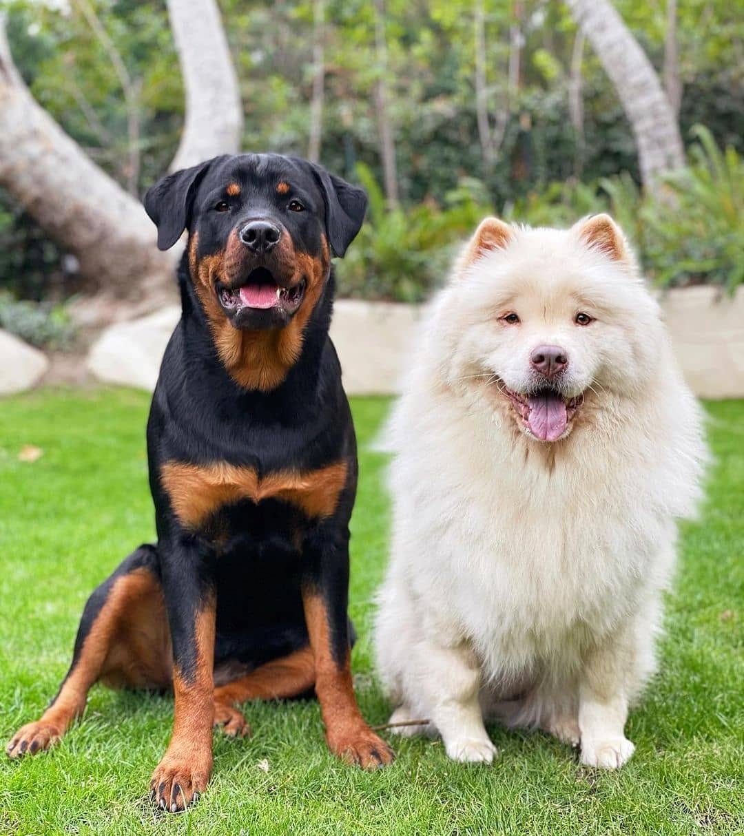 Post 10 by Rottweiler Lovers on Instagram (image)