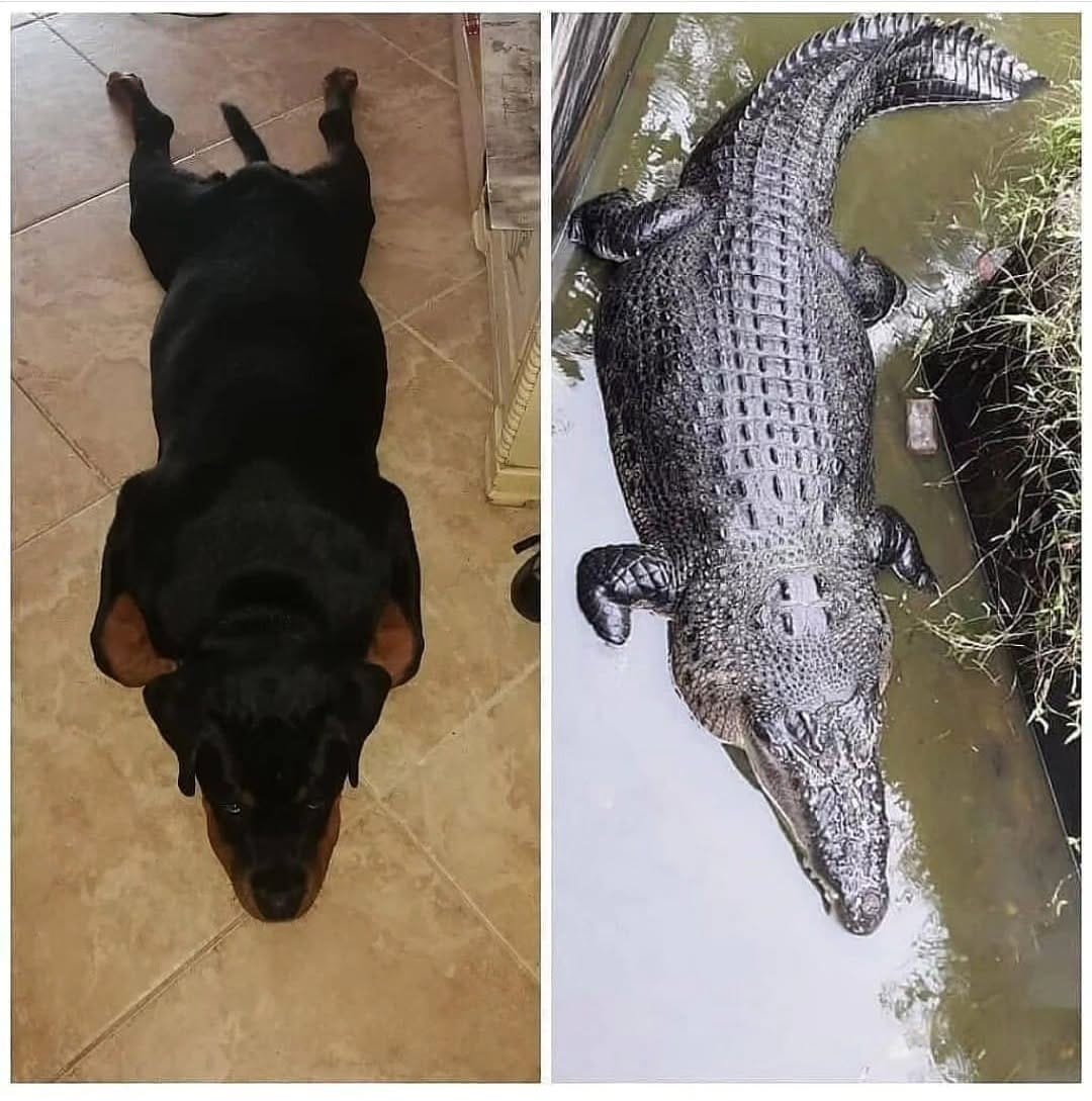 Post 2 by Rottweiler Lovers on Instagram (image)