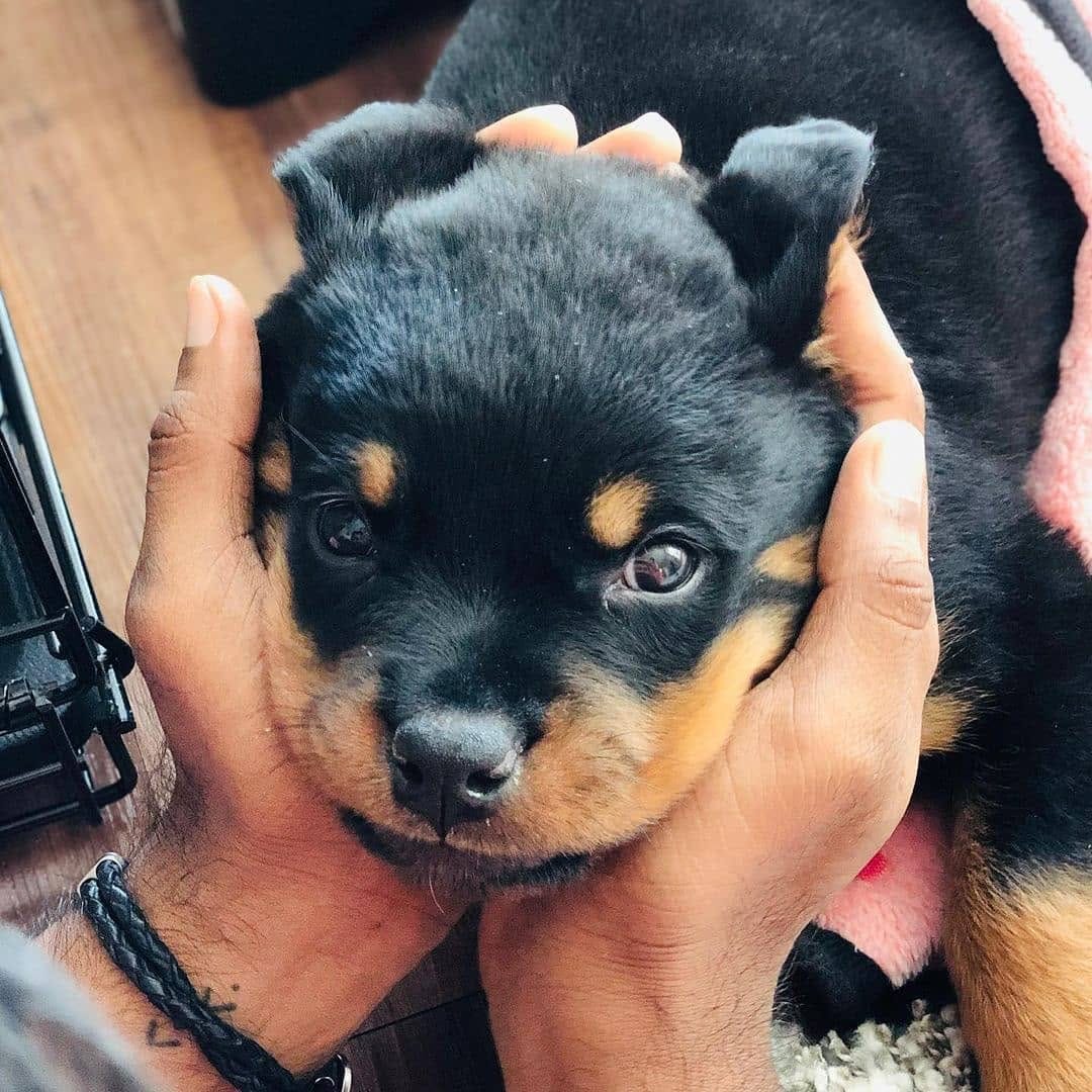 Post 6 by Rottweiler Lovers on Instagram (image)