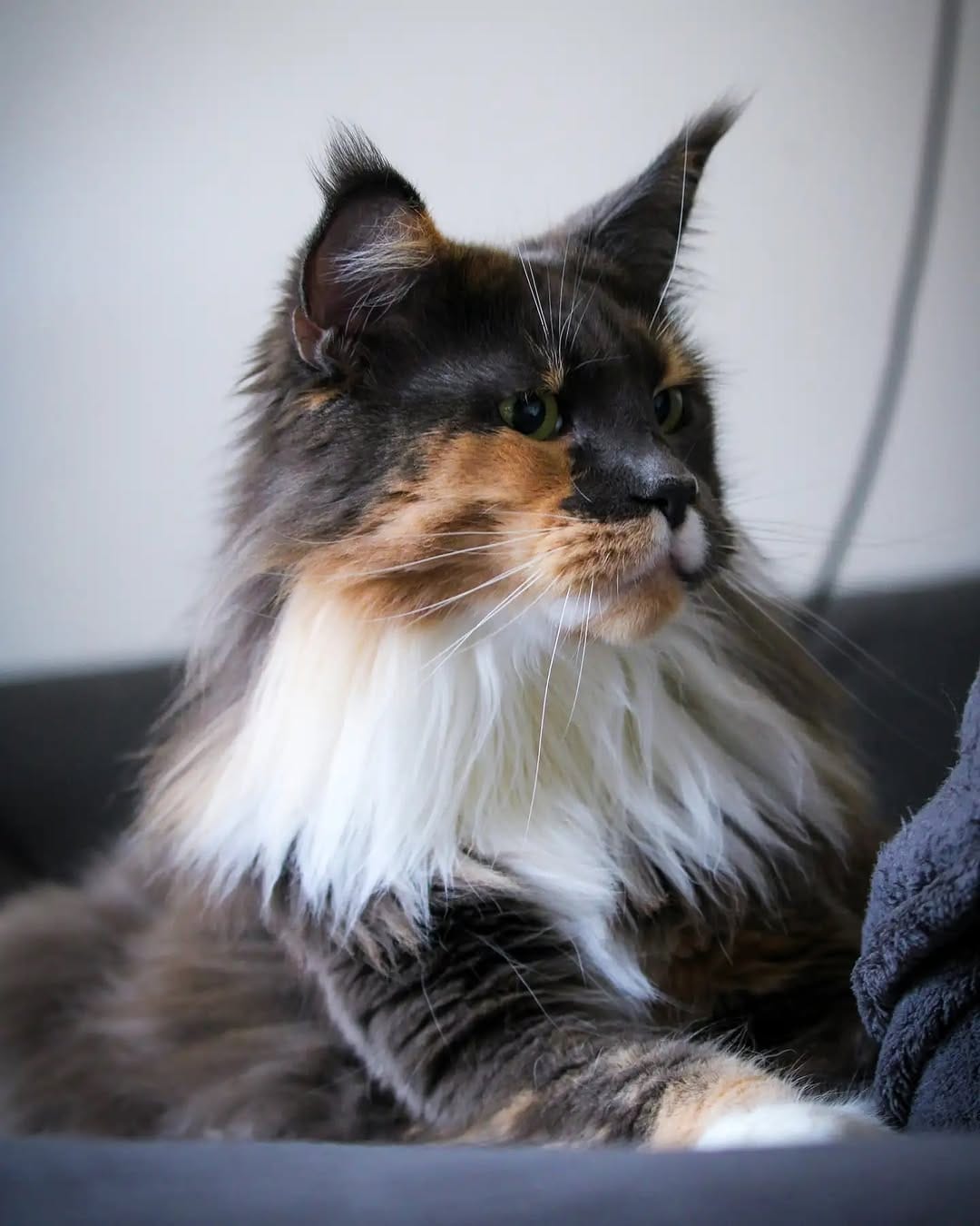 Post 2 by Snorlax 🦁🐾🐾 on Instagram (image)