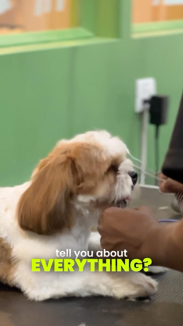 Post 1 by Floof & Co. | Pet Treats | Pet Bakery | Pet Clothing | Pet Café on Instagram (video)