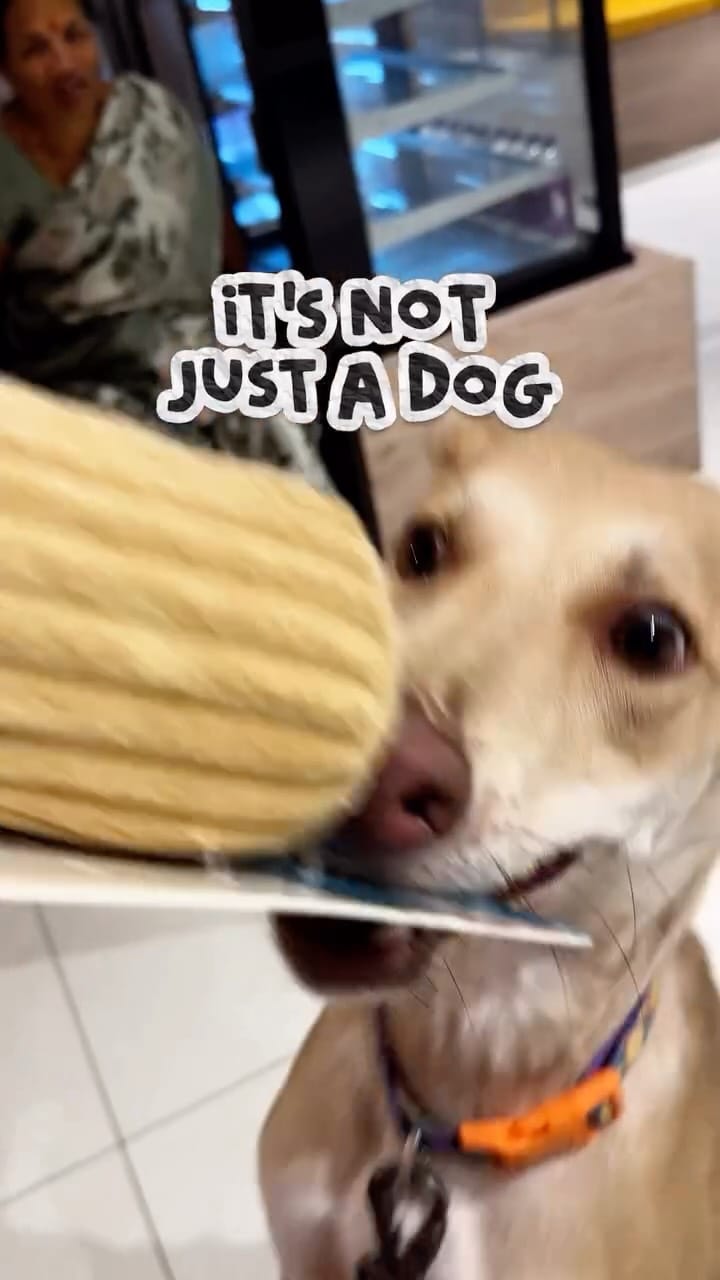 Post 10 by Floof & Co. | Pet Treats | Pet Bakery | Pet Clothing | Pet Café on Instagram (video)