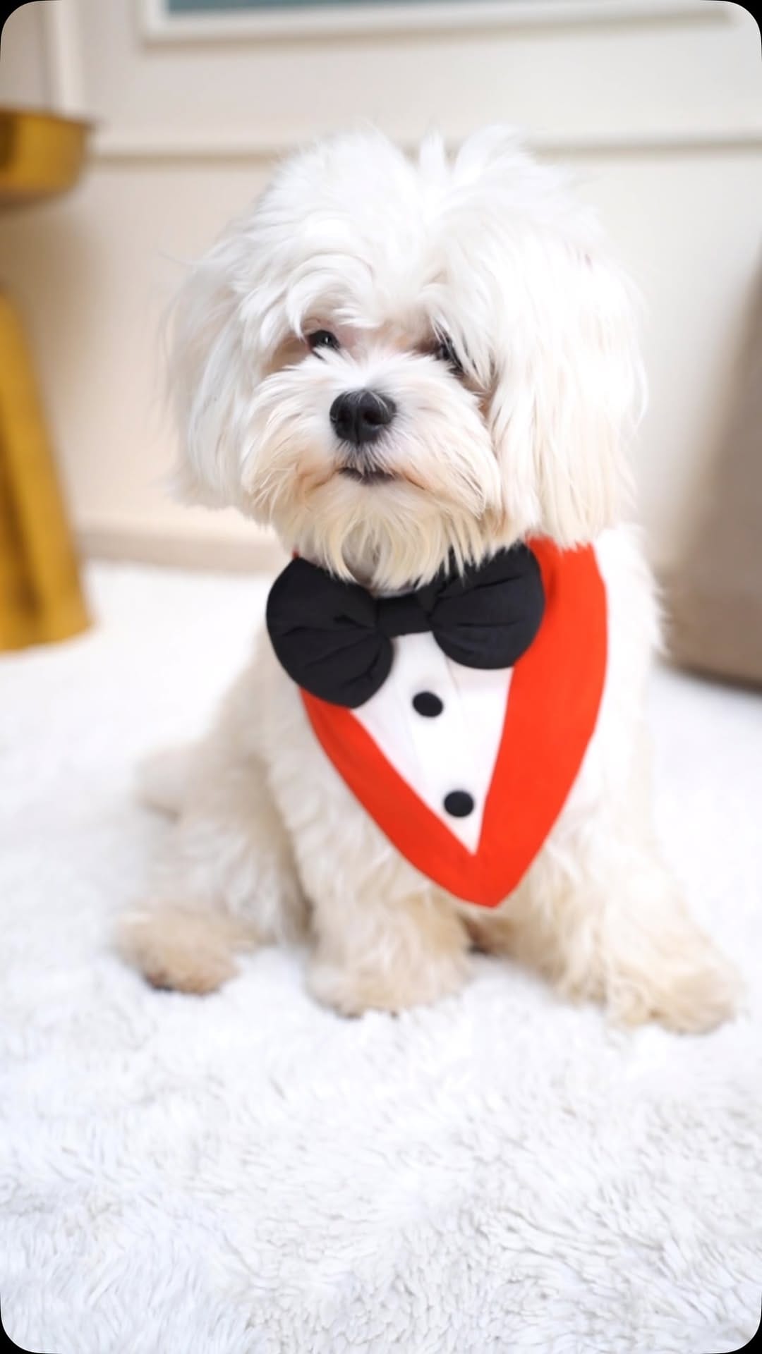 Post 2 by Floof & Co. | Pet Treats | Pet Bakery | Pet Clothing | Pet Café on Instagram (video)
