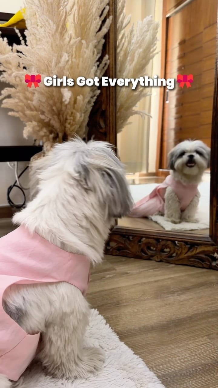 Post 5 by Floof & Co. | Pet Treats | Pet Bakery | Pet Clothing | Pet Café on Instagram (video)