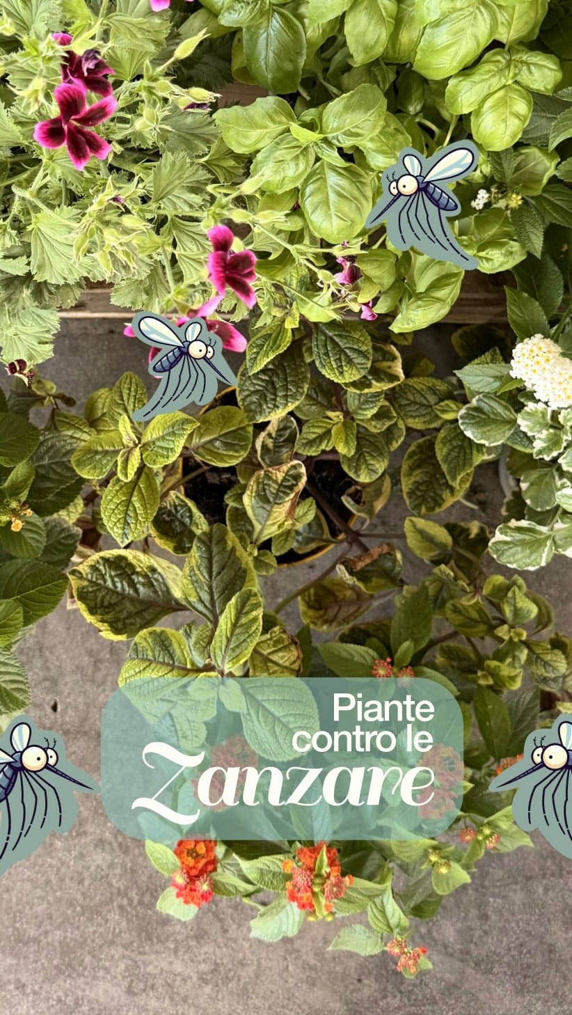 Post 6 by Garden  Le Serre on Instagram (video)