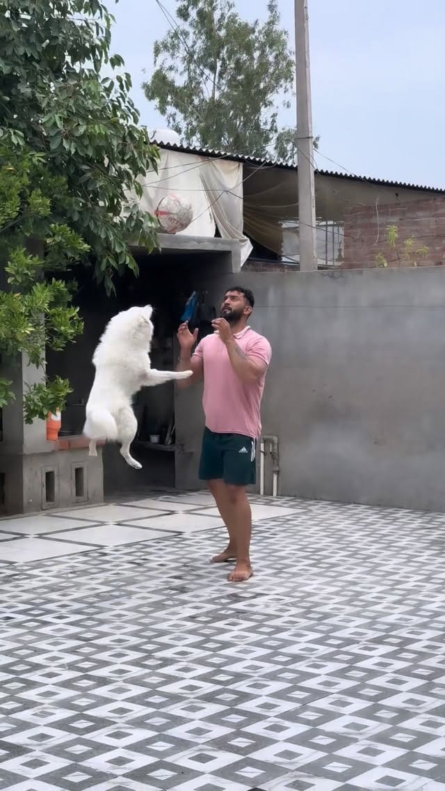 Post 5 by Preet Ghuman on Instagram (video)