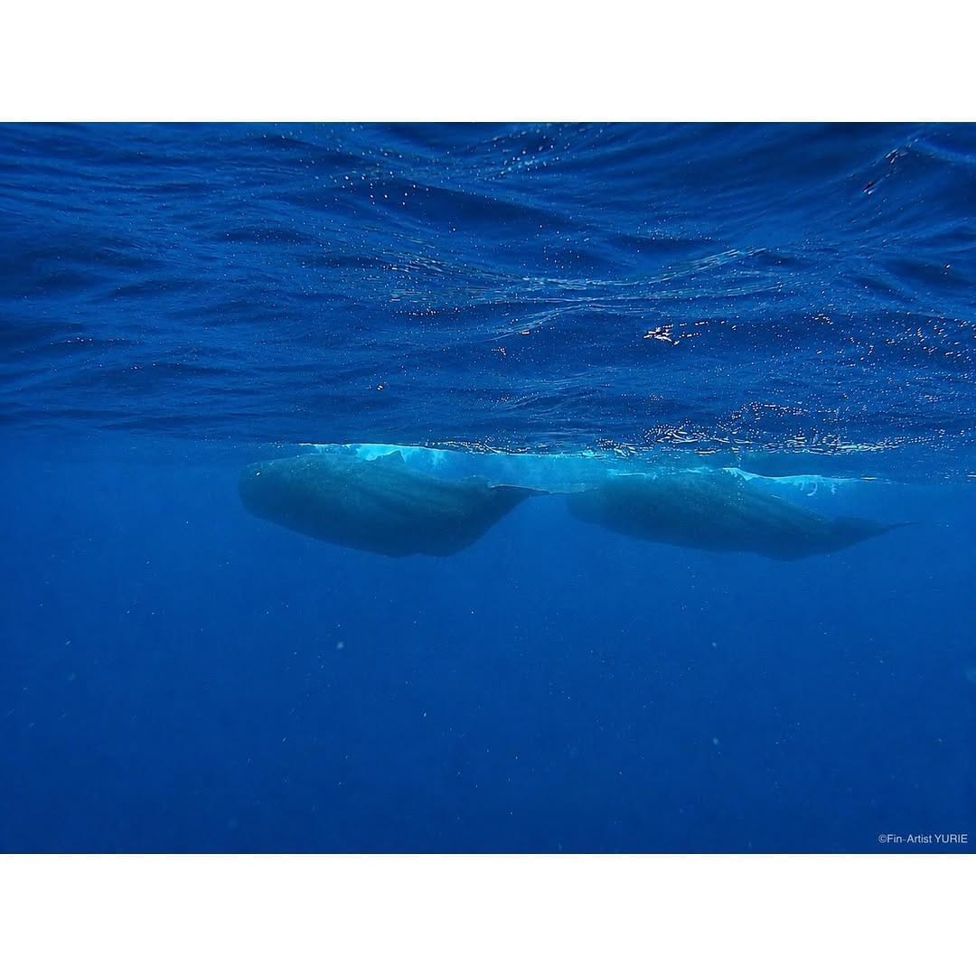 Post 6 by Diving Fin-Artist YURIE on Instagram (carousel)