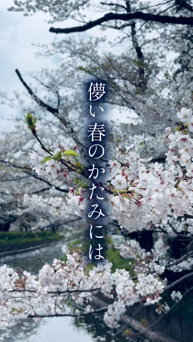 Post 8 by 元ちとせ　Chitose Hajime on Instagram (video)