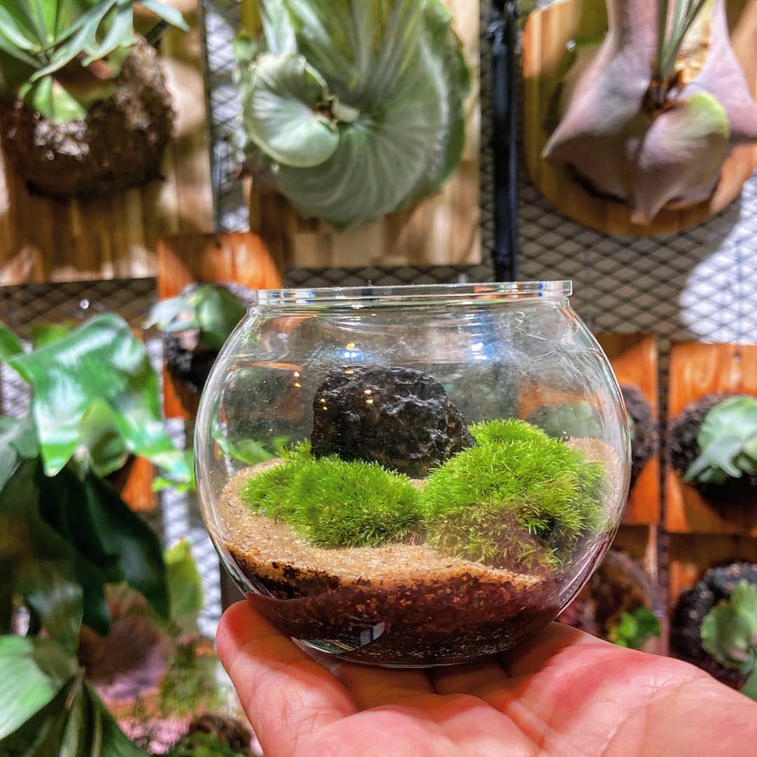 Post 4 by MOSS STYLE on Instagram (image)