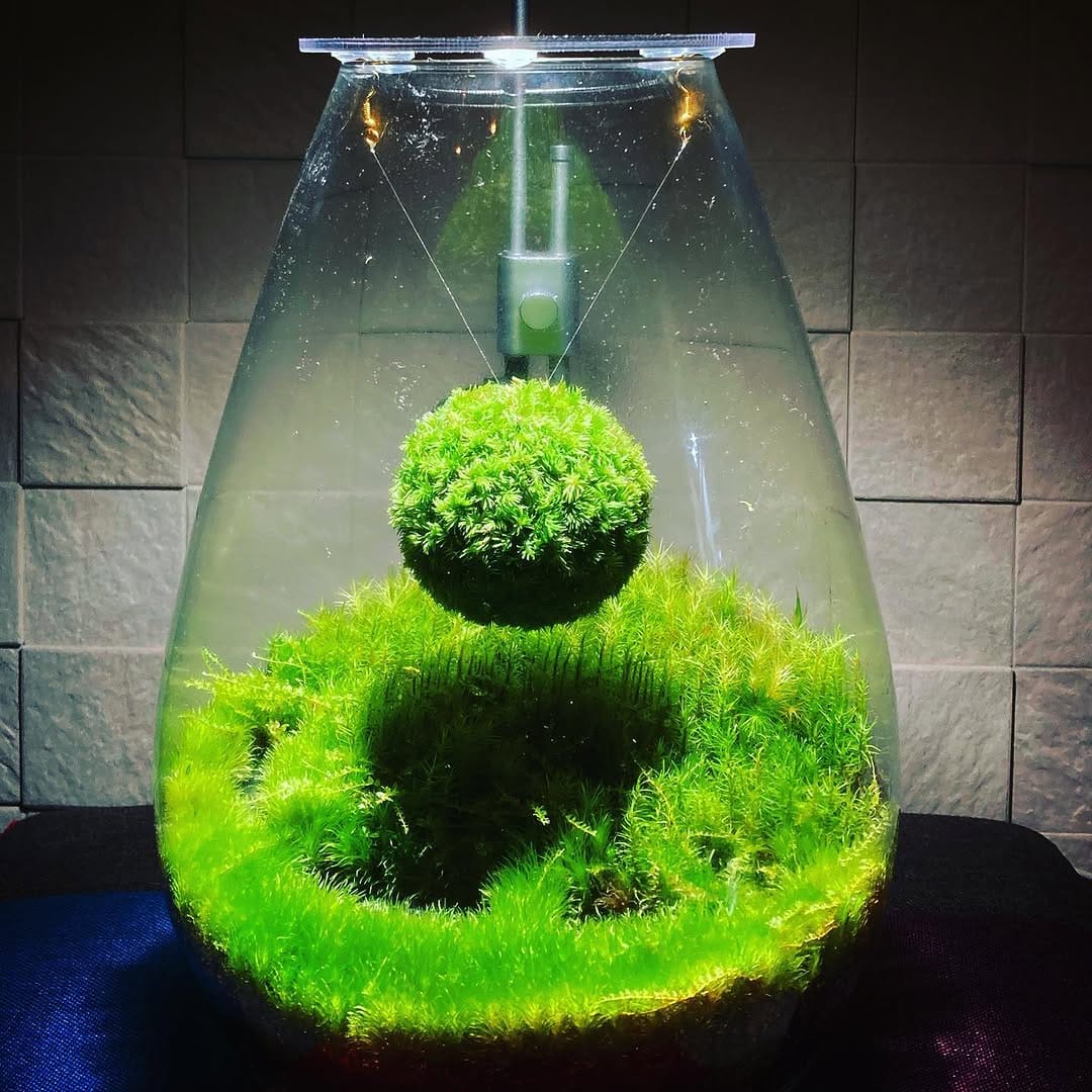 Post 10 by MOSS STYLE on Instagram (carousel)