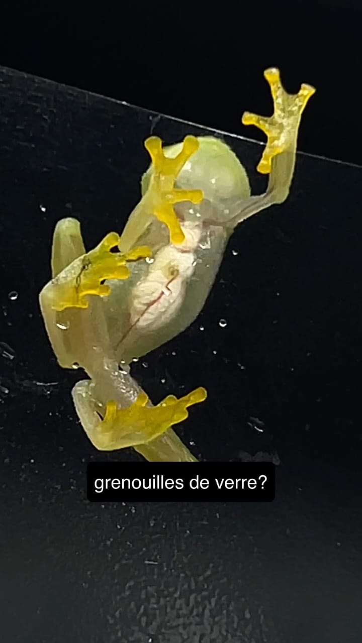 Post 5 by La Ferme Tropicale on Instagram (video)