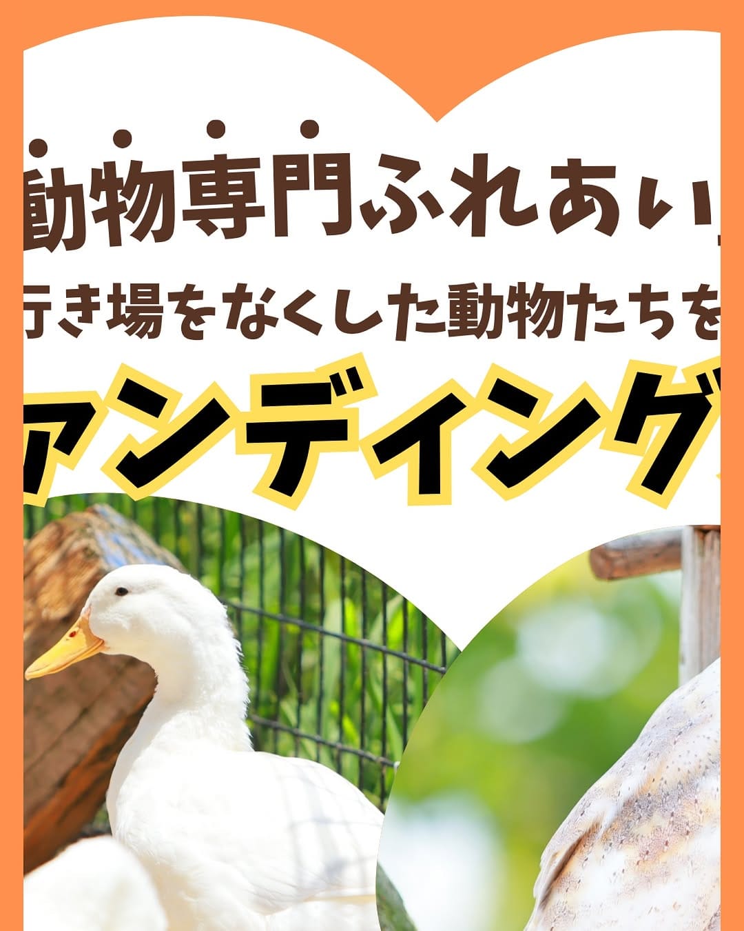 Post 9 by タケガワふれあい動物園　園長🐴 on Instagram (image)