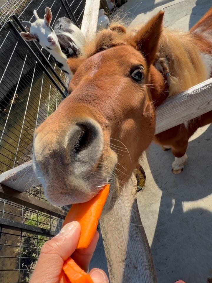 Post 7 by タケガワふれあい動物園　園長🐴 on Instagram (carousel)