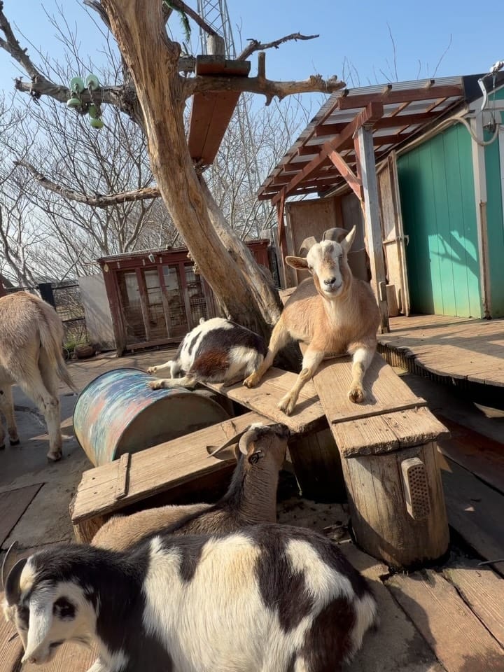 Post 3 by タケガワふれあい動物園　園長🐴 on Instagram (carousel)
