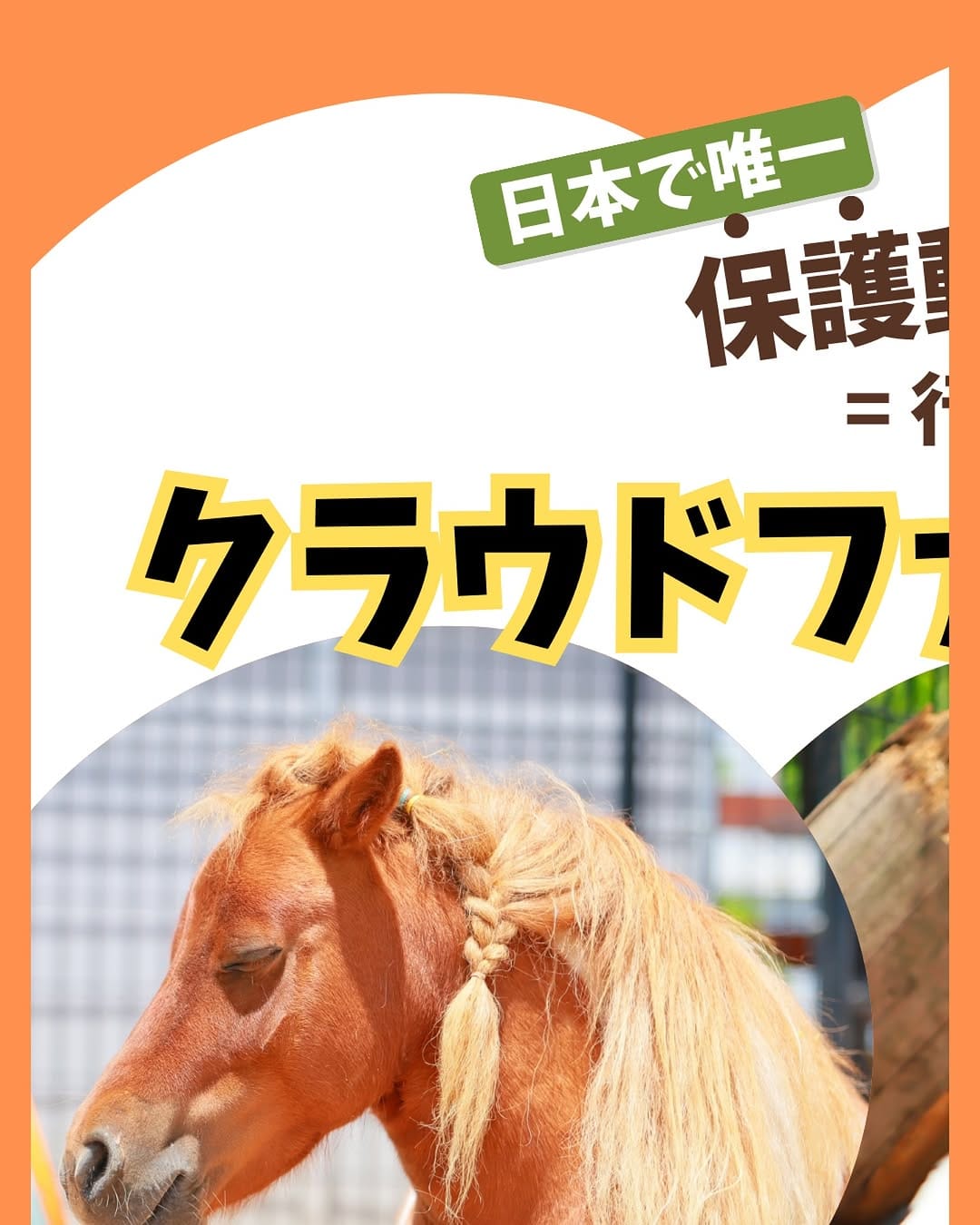 Post 8 by タケガワふれあい動物園　園長🐴 on Instagram (image)
