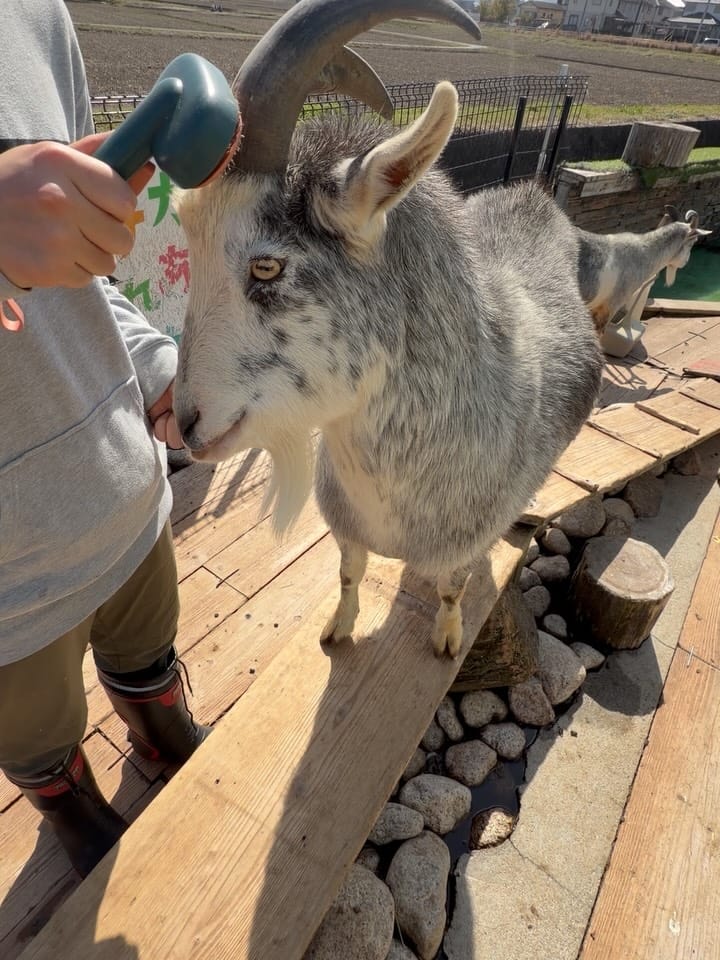 Post 2 by タケガワふれあい動物園　園長🐴 on Instagram (carousel)