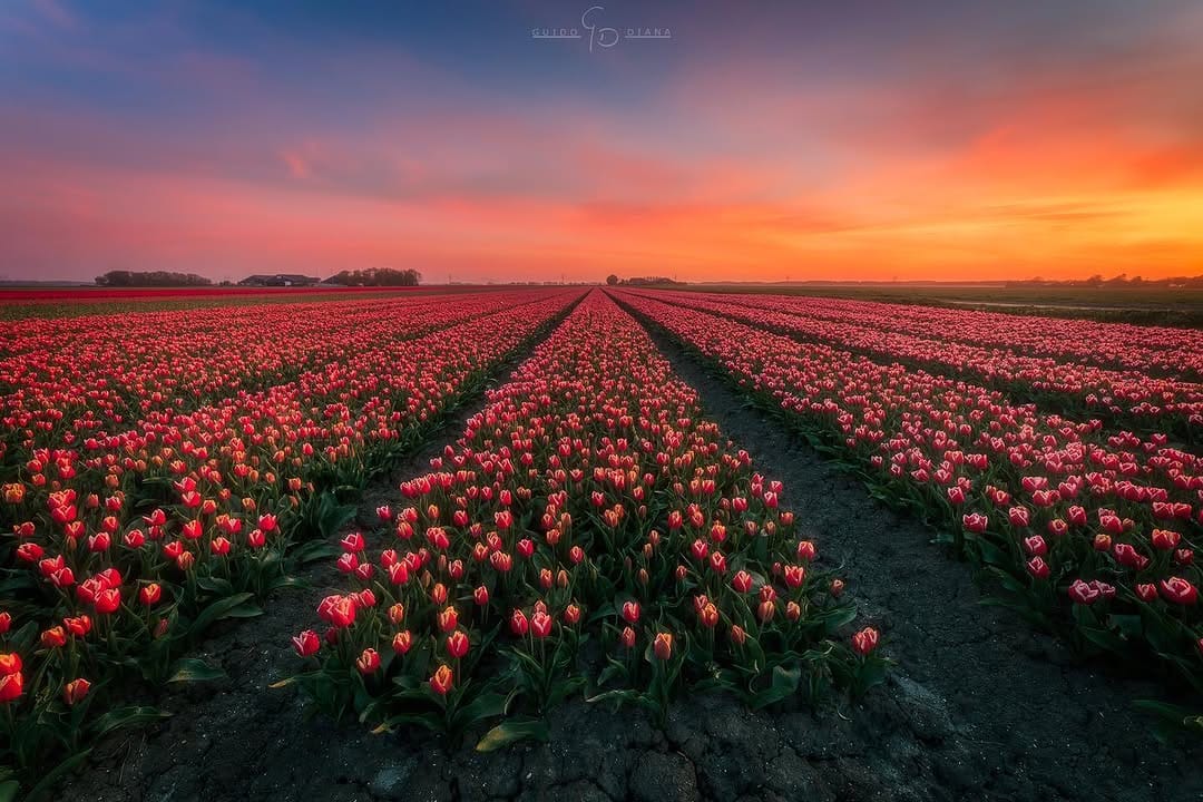 Post 4 by Guido Diana | 📍The Netherlands on Instagram (image)